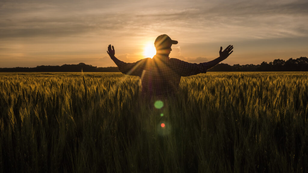 Farmer admires his wheat field, raised his hands up towards the sun.