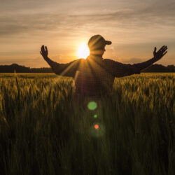 Farmer admires his wheat field, raised his hands up towards the sun